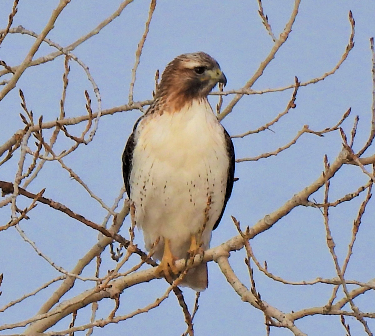 Red-tailed Hawk - ML418145981