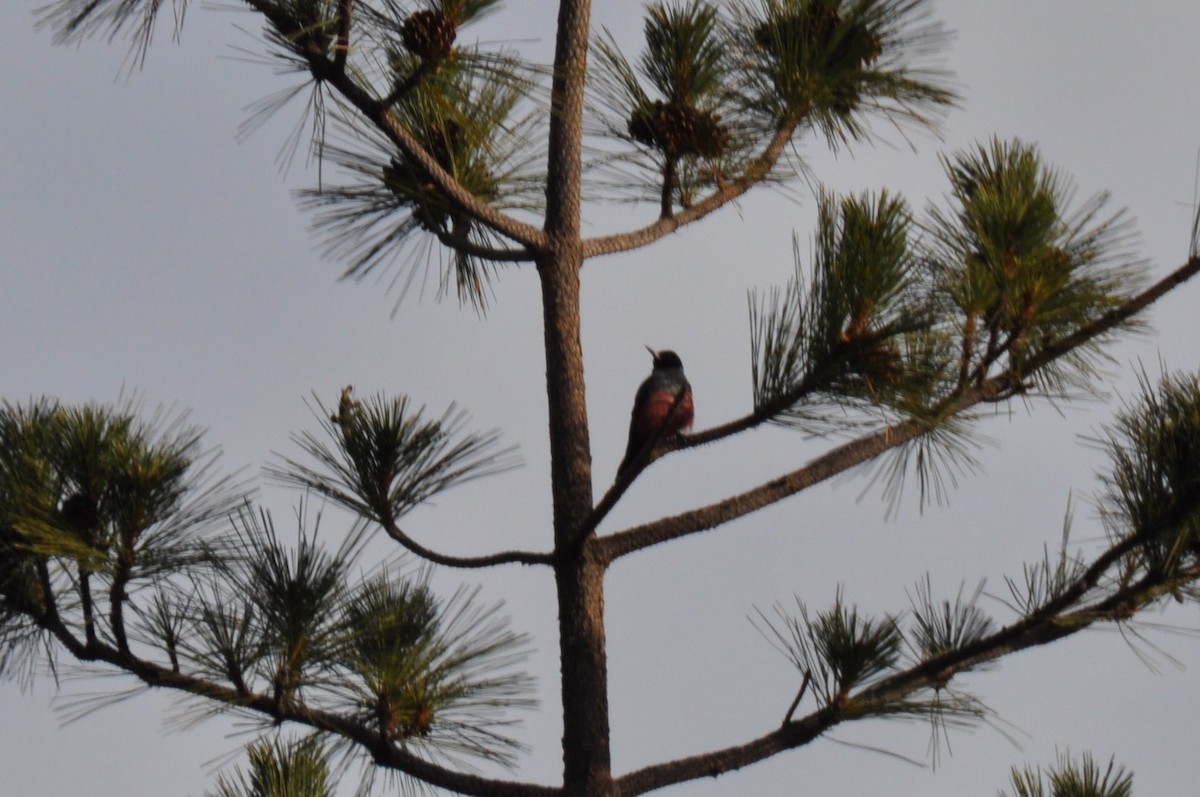 Lewis's Woodpecker - ML418146101