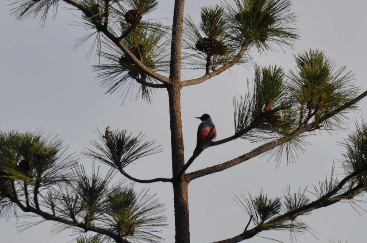 Lewis's Woodpecker - ML418146121