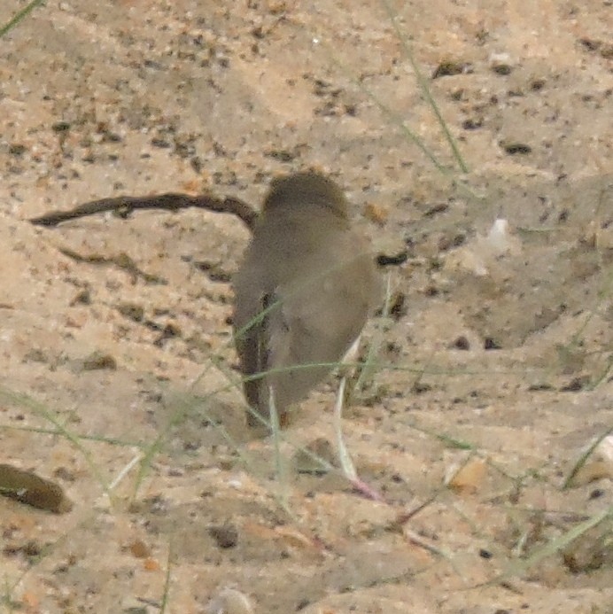 swallow sp. - ML41814651