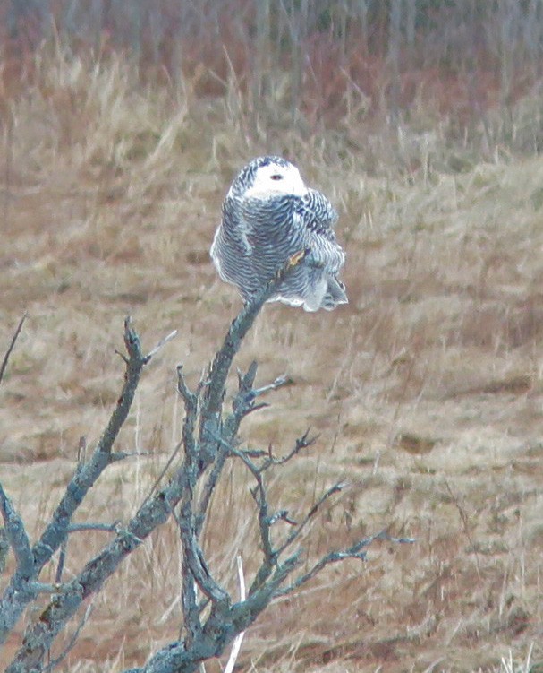 Snowy Owl - ML418148241