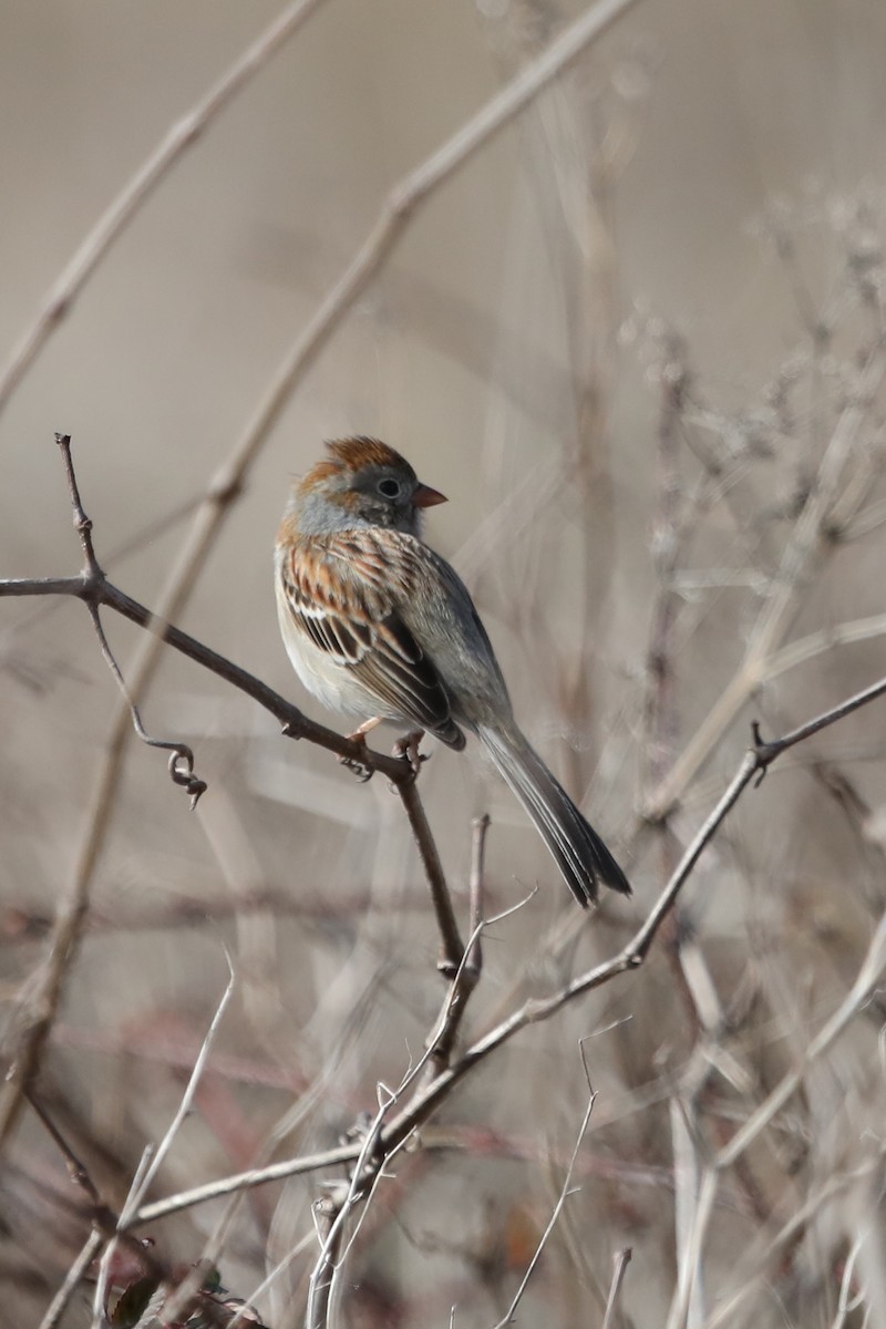 Field Sparrow - ML418149601