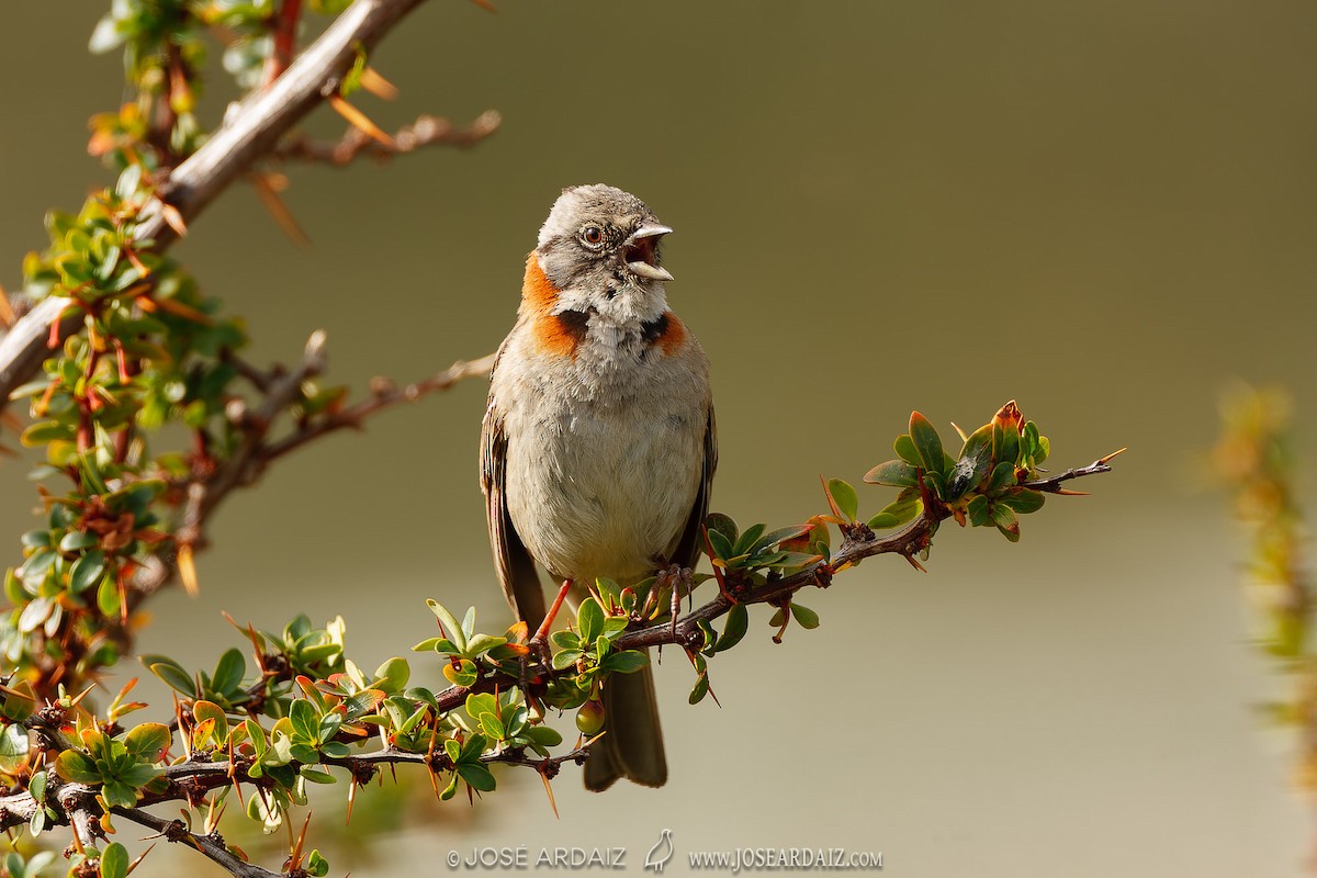 Rufous-collared Sparrow - José Ardaiz Ganuza