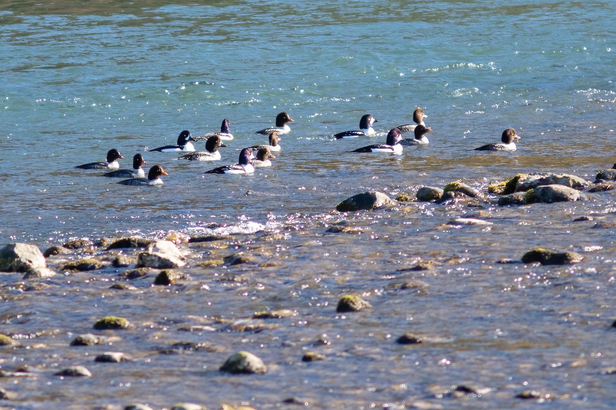 Barrow's Goldeneye - ML418151341