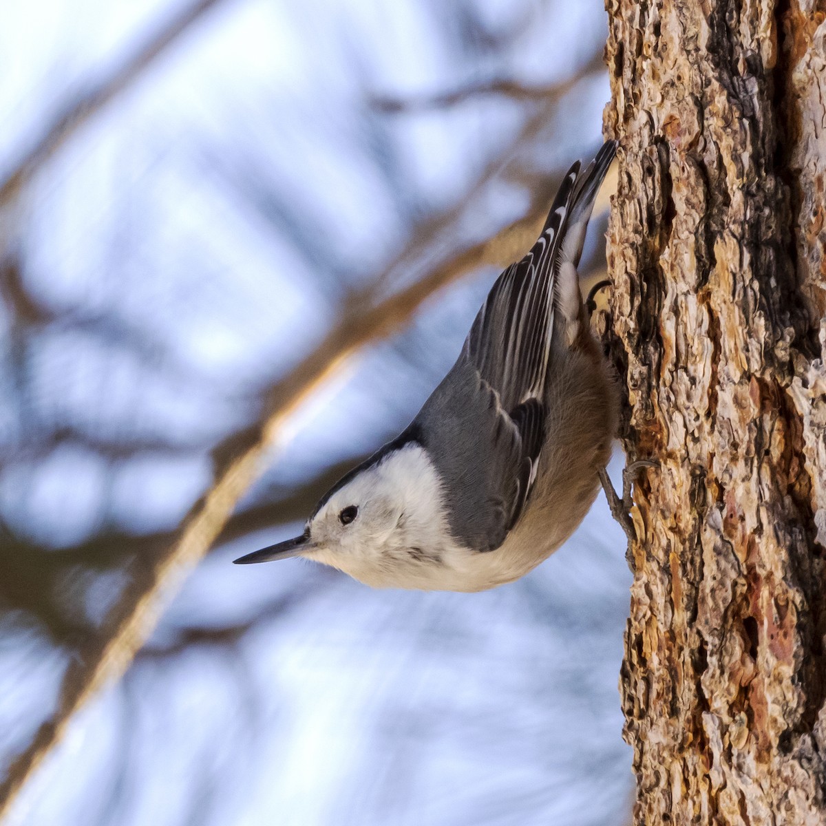 White-breasted Nuthatch (Interior West) - ML418153681