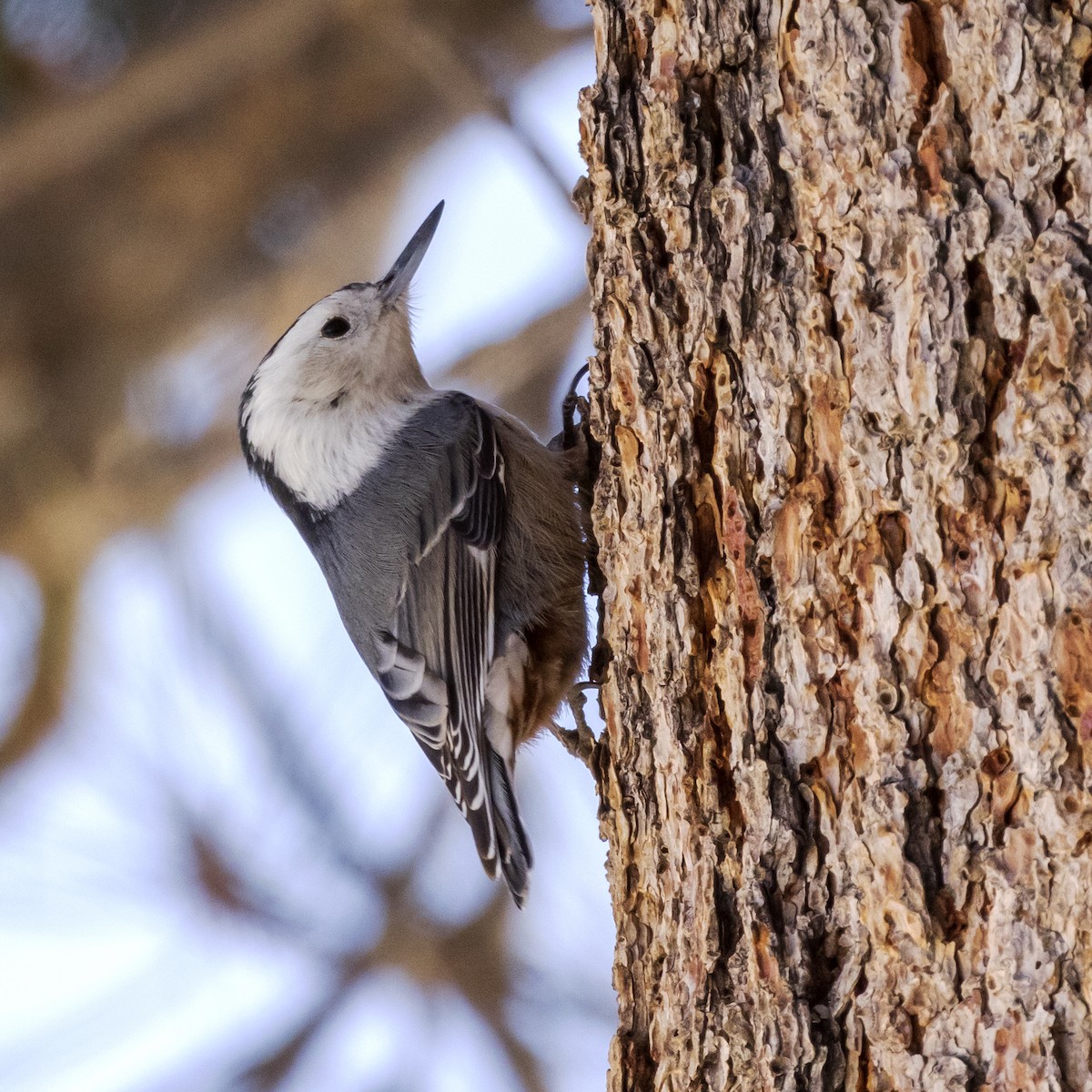 White-breasted Nuthatch (Interior West) - ML418153691