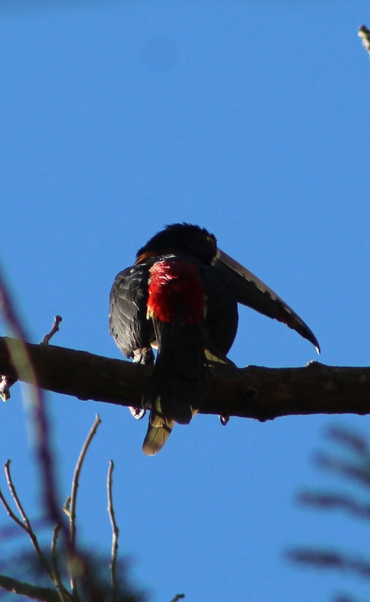 Collared Aracari - ML418153751