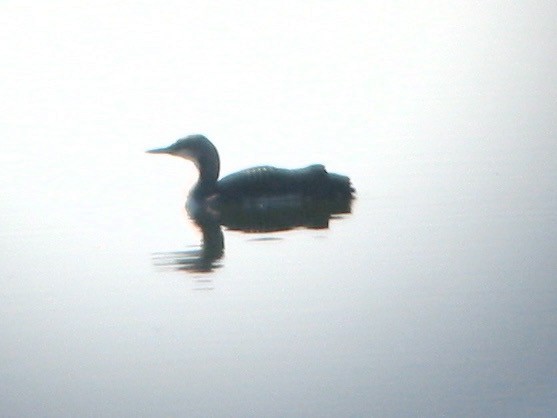 Pacific Loon - ML418153911