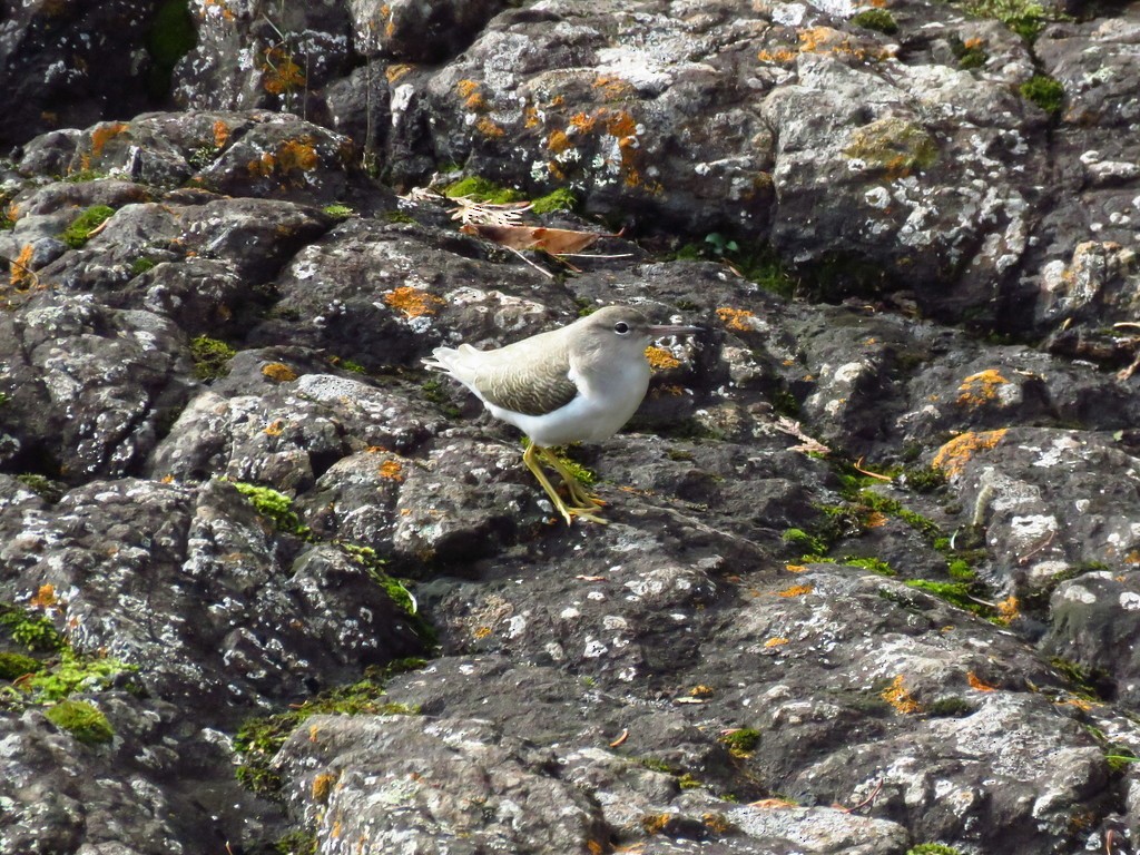 Spotted Sandpiper - ML41815551