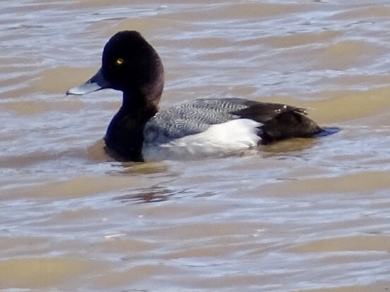 Lesser Scaup - ML418155791