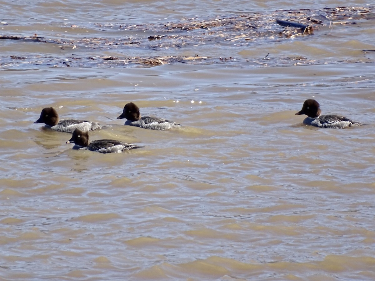 Common Goldeneye - ML418156701