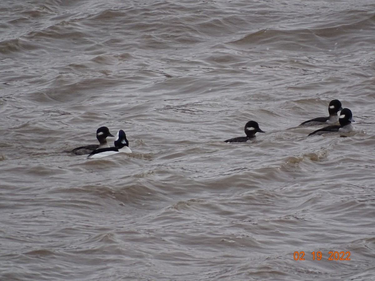 Bufflehead - ML418158081