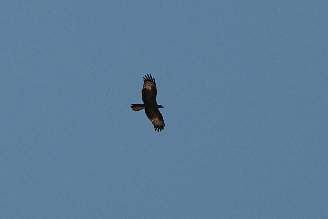 European Honey-buzzard - ML418158161