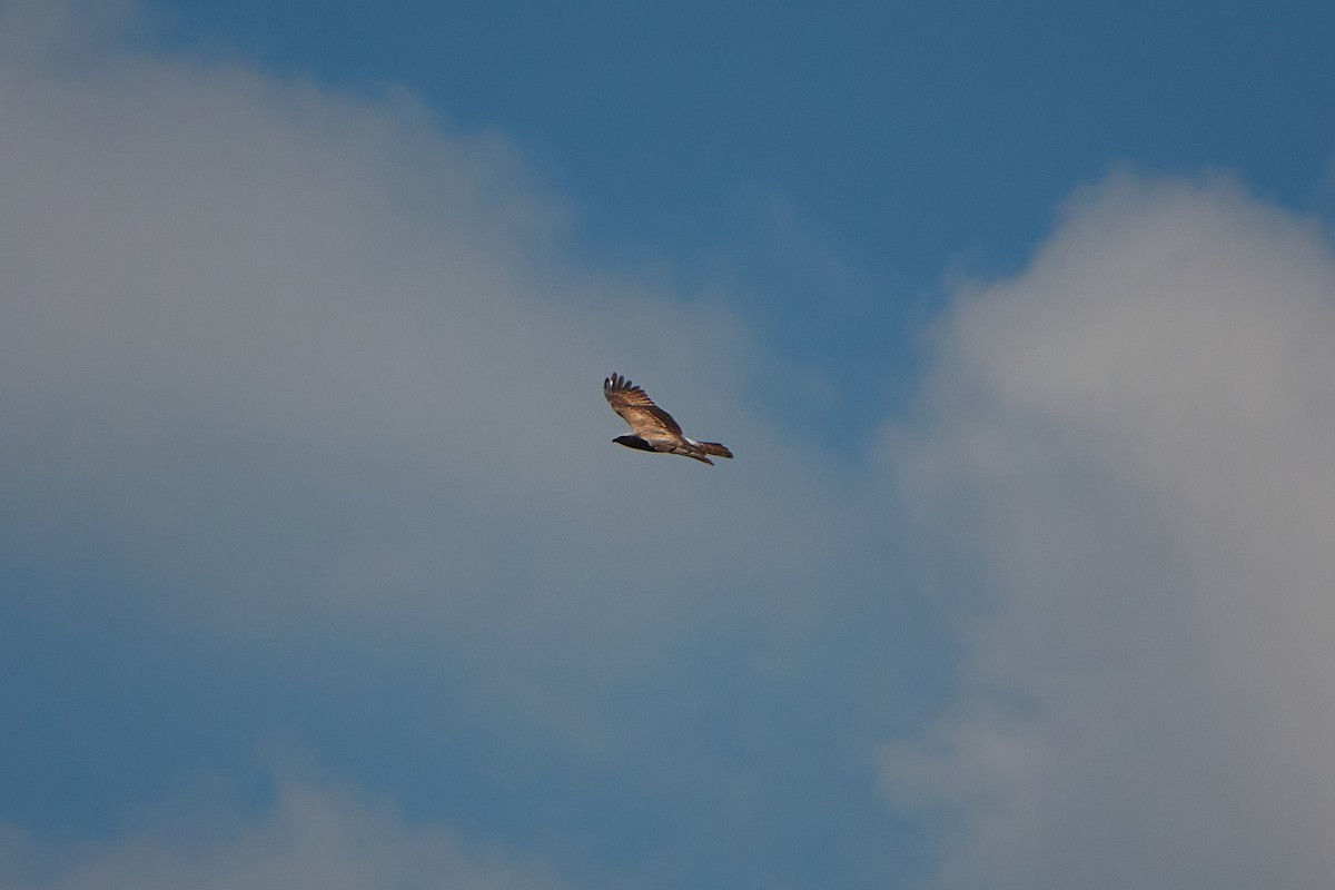 European Honey-buzzard - ML418158181