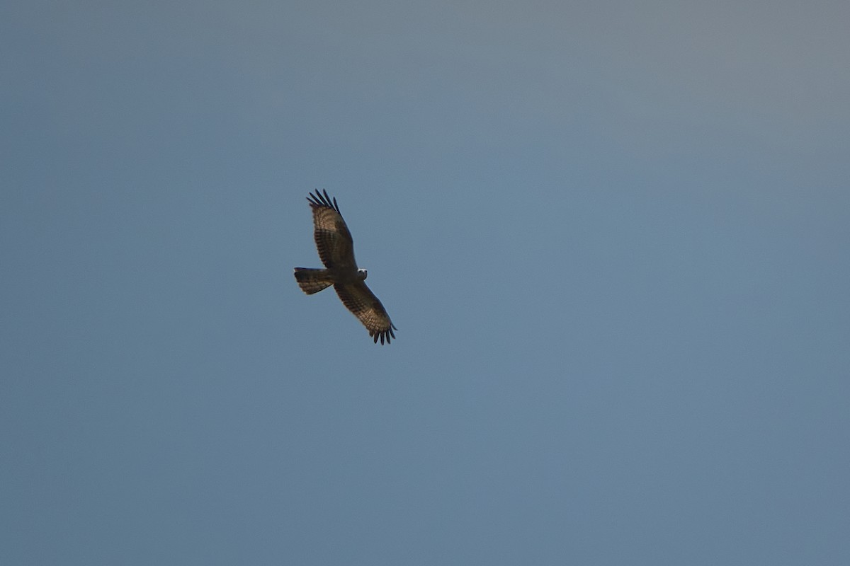 European Honey-buzzard - ML418158201