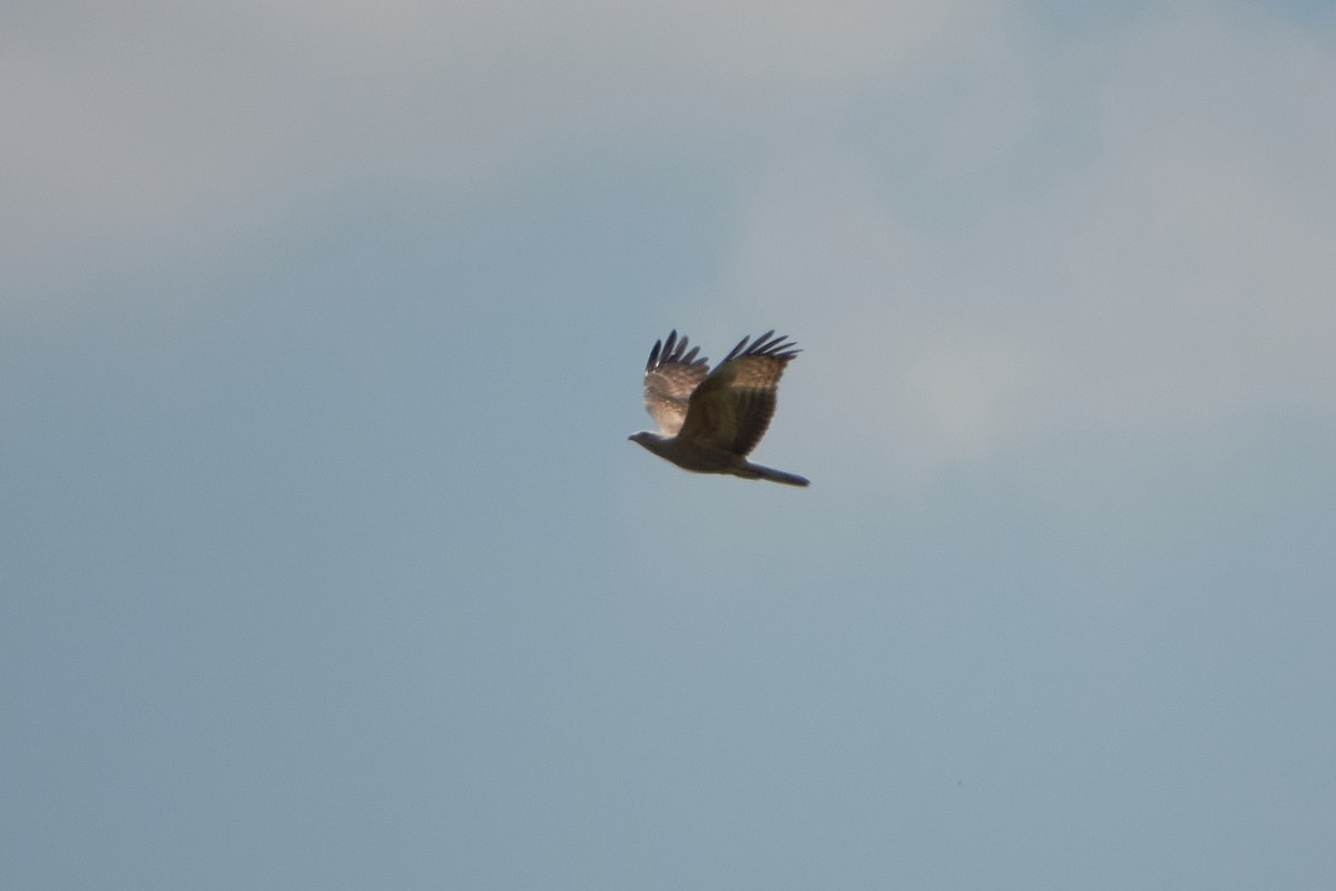 European Honey-buzzard - ML418158211