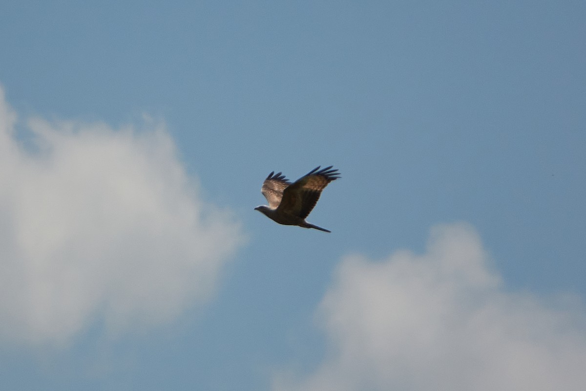 European Honey-buzzard - ML418158261