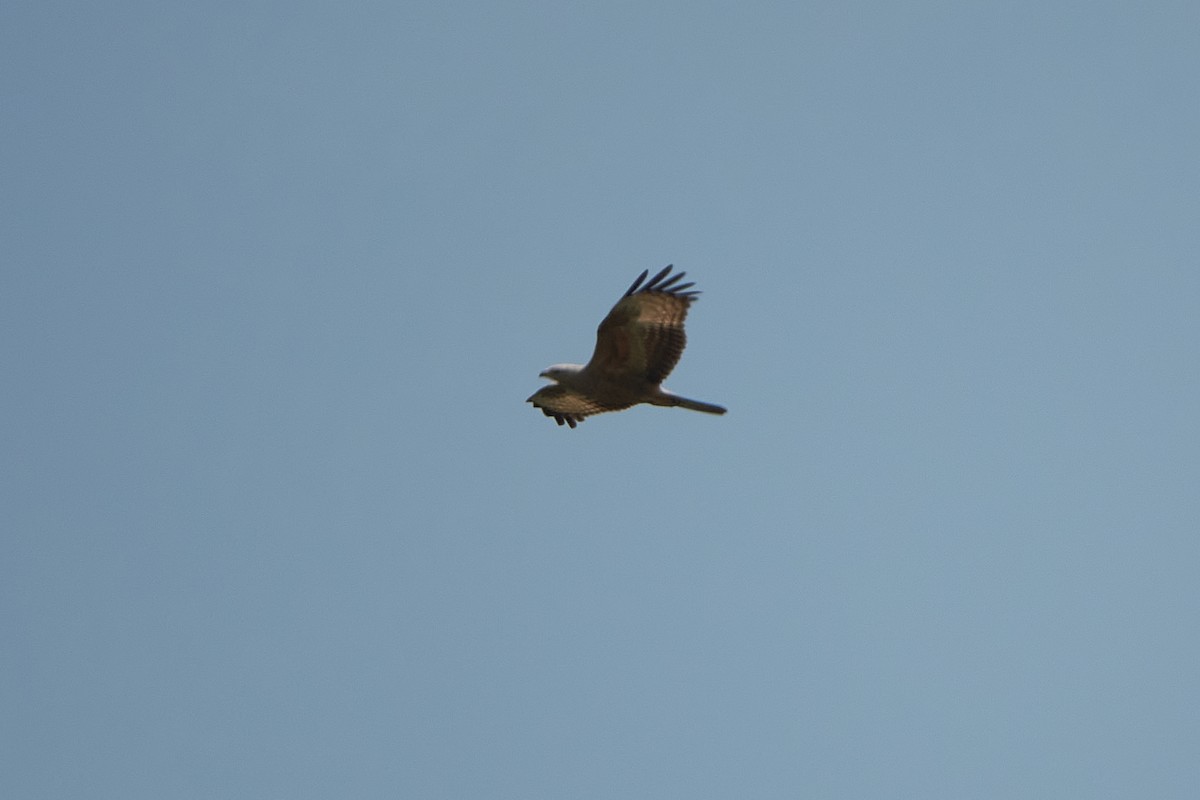 European Honey-buzzard - ML418158271