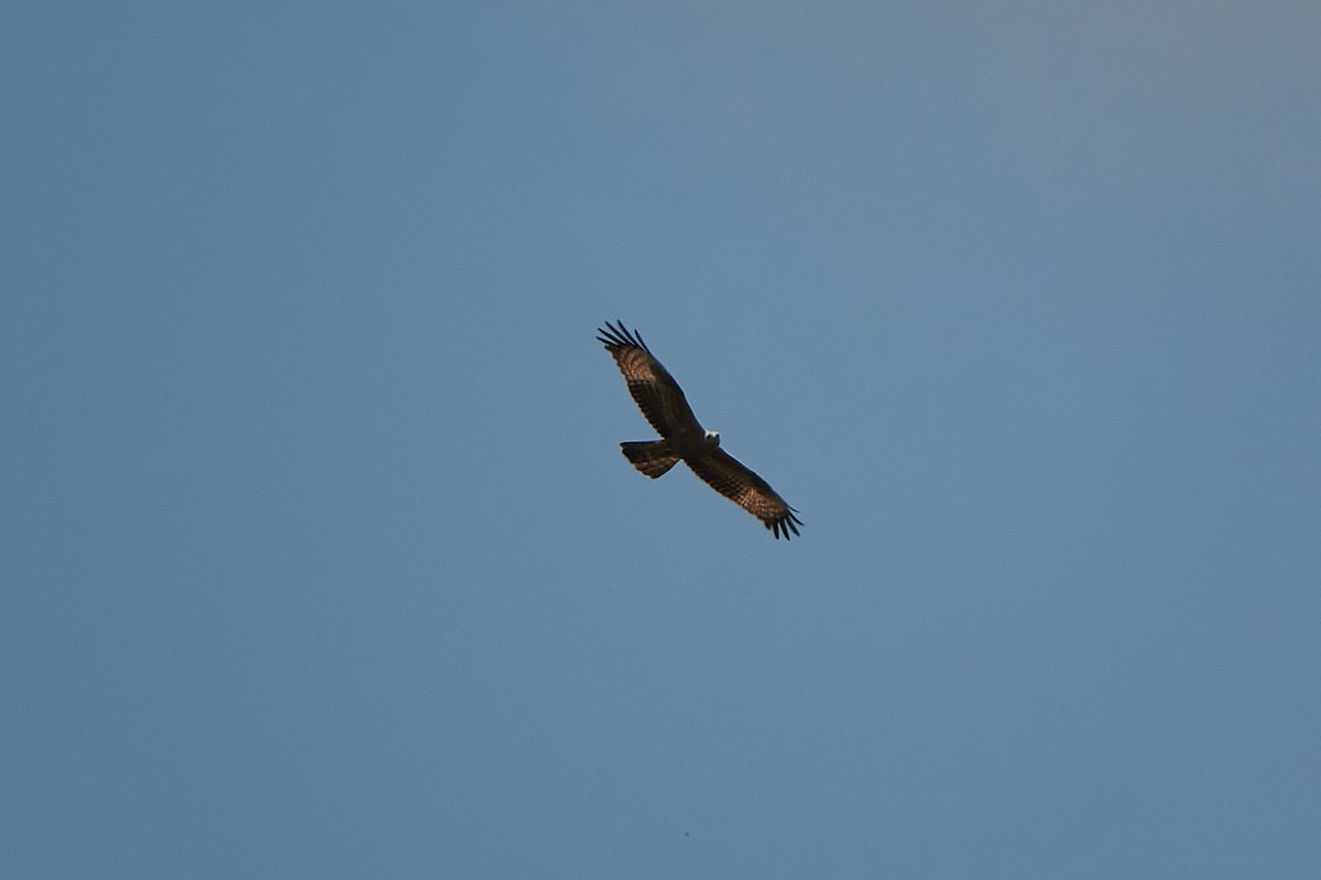 European Honey-buzzard - ML418158291