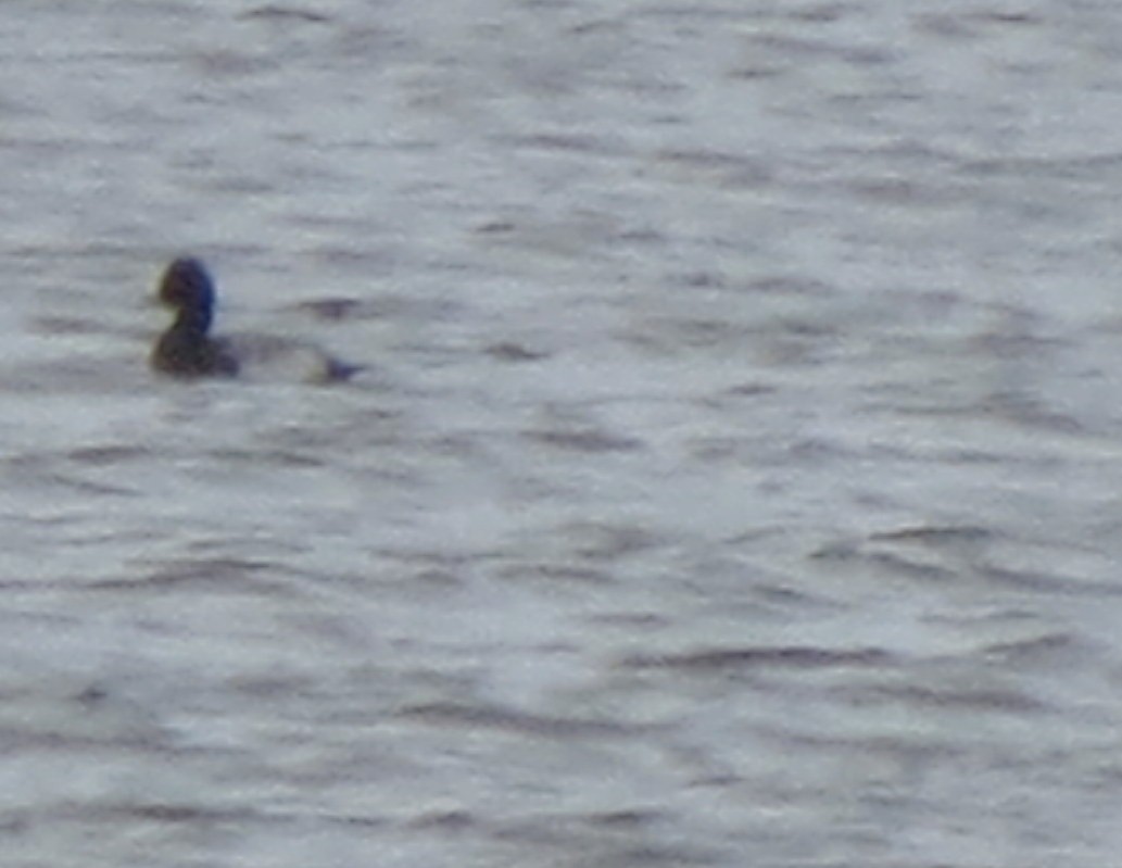 Greater/Lesser Scaup - ML41815841