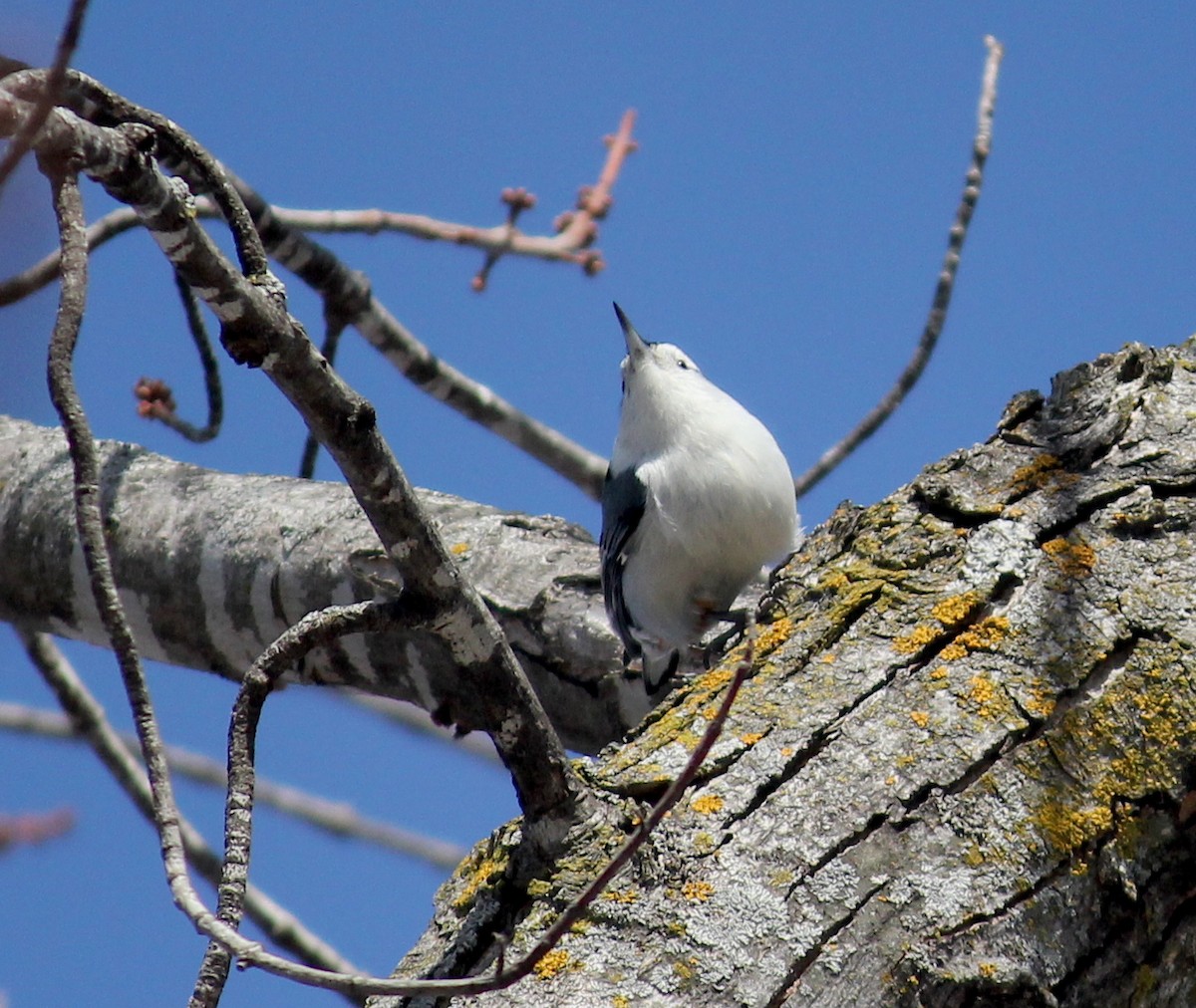 White-breasted Nuthatch - ML418159511