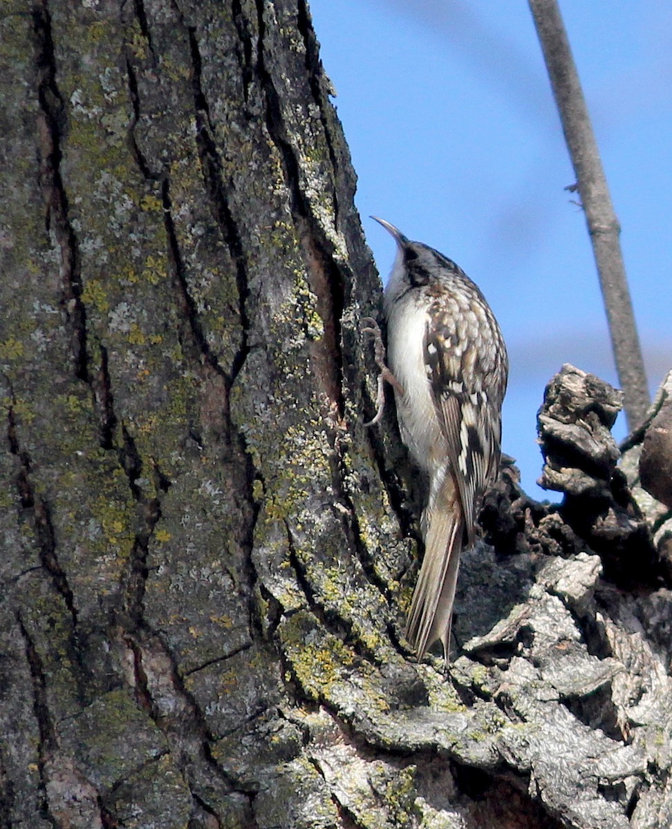 Brown Creeper - ML418159611