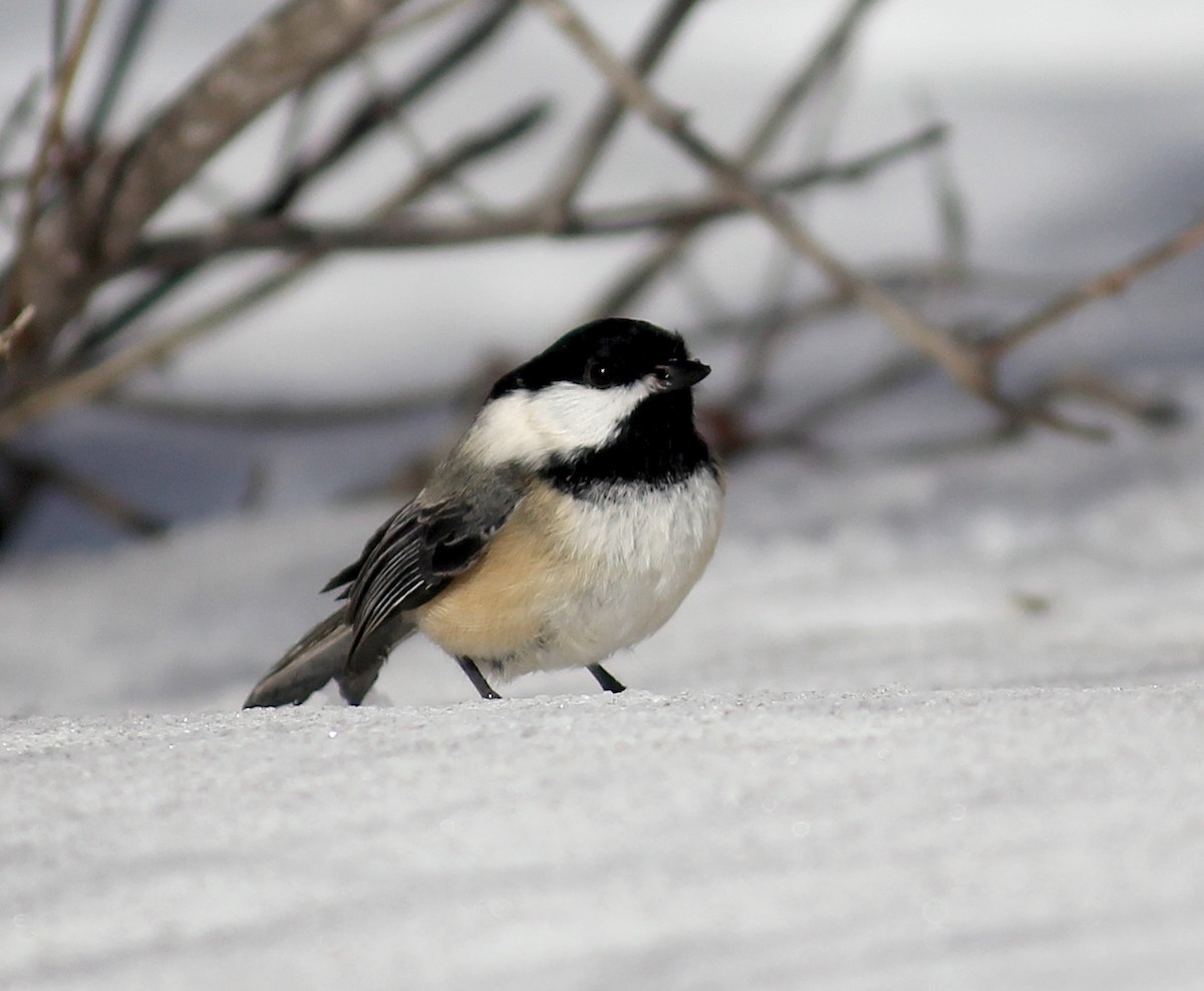 Black-capped Chickadee - ML418159791