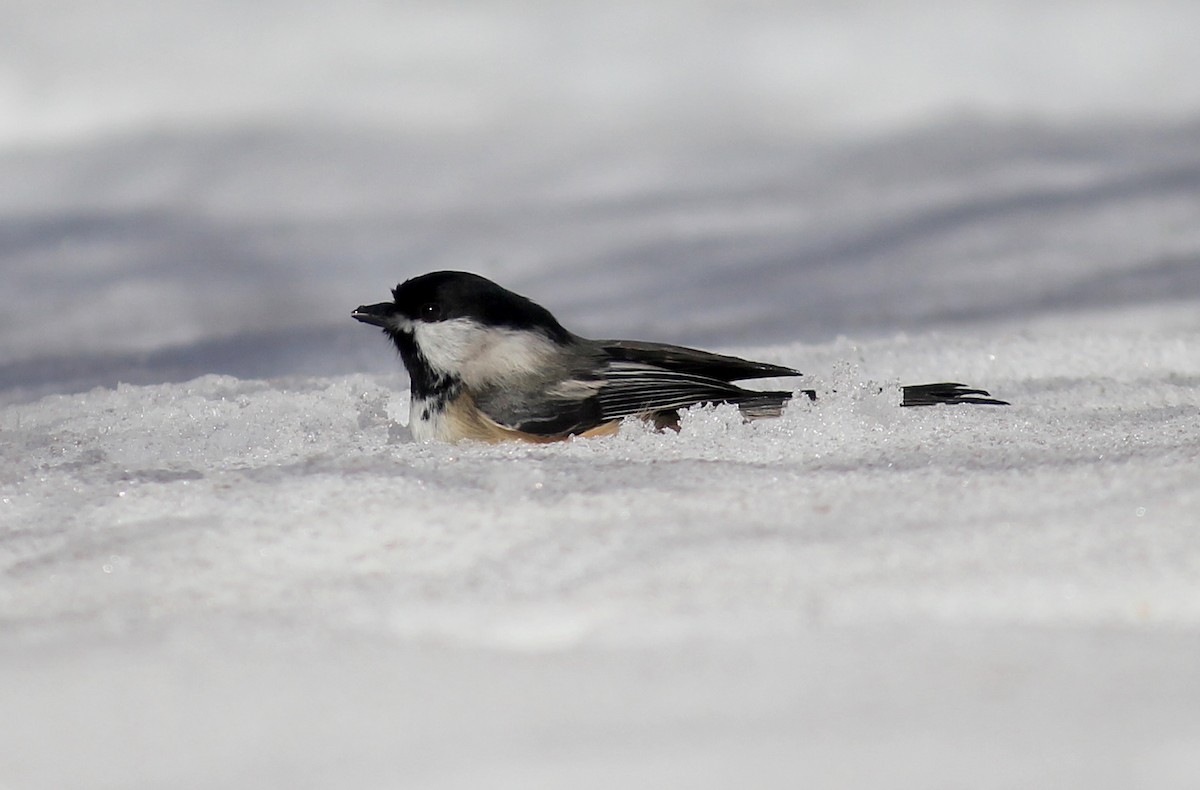 Black-capped Chickadee - ML418159801