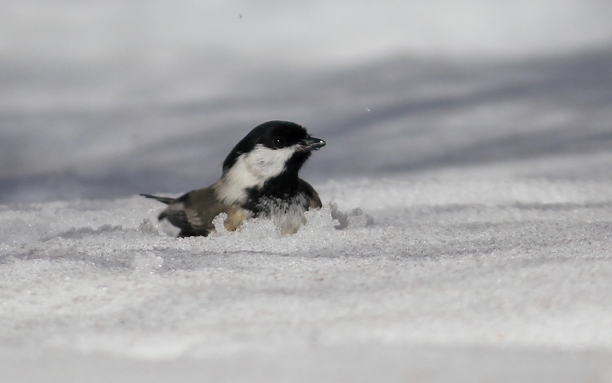 Black-capped Chickadee - ML418159811