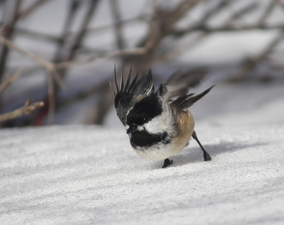 Black-capped Chickadee - ML418159841