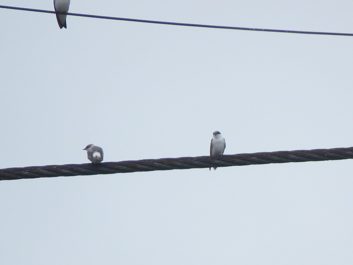 White-winged Swallow - ML418160481