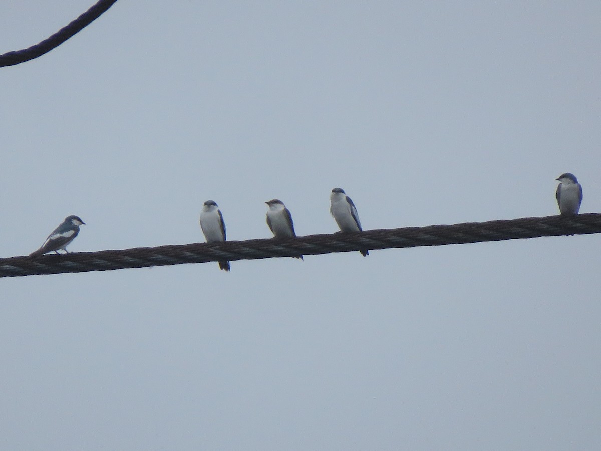 White-winged Swallow - ML418160491