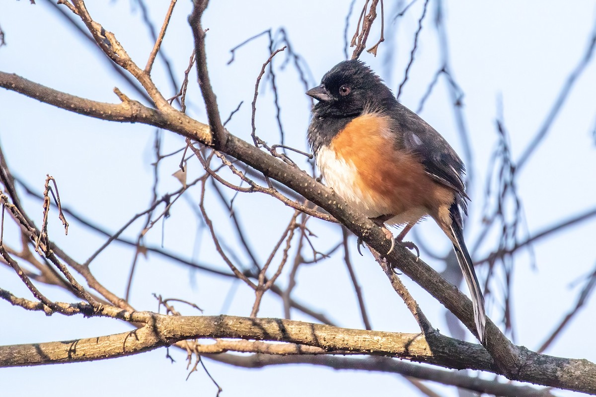 Eastern Towhee - ML418161061