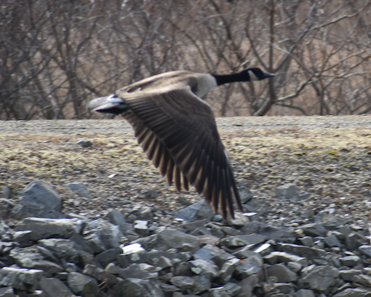 Canada Goose - Lisa Nelson