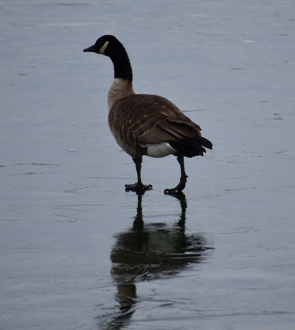 Canada Goose - Lisa Nelson