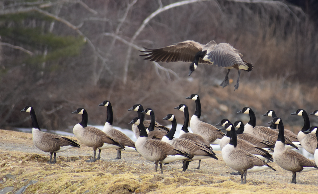 Canada Goose - Lisa Nelson