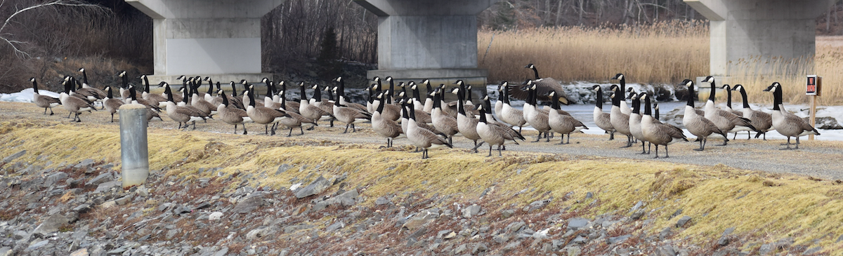 Canada Goose - Lisa Nelson