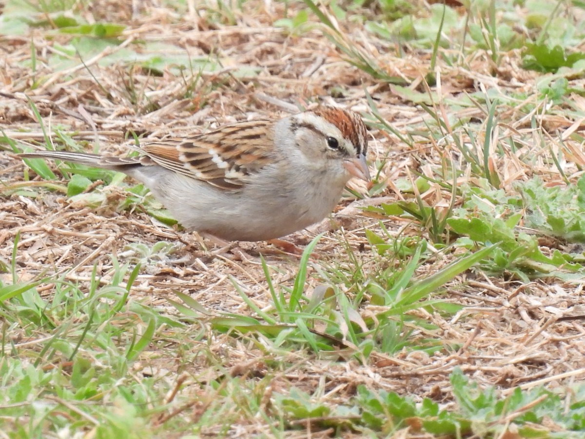 Chipping Sparrow - ML418161431