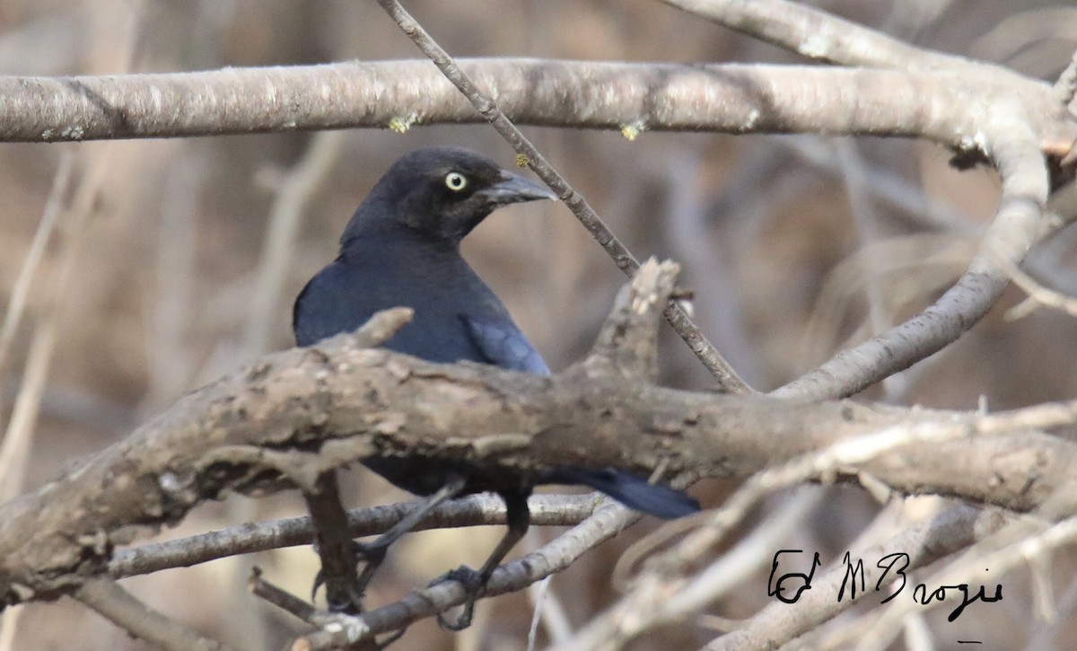 Brewer's Blackbird - ML418161551