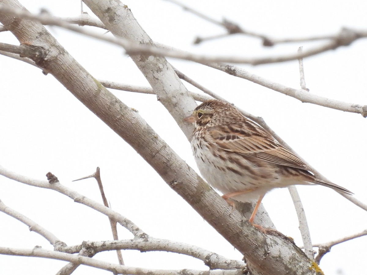 Savannah Sparrow - ML418161651