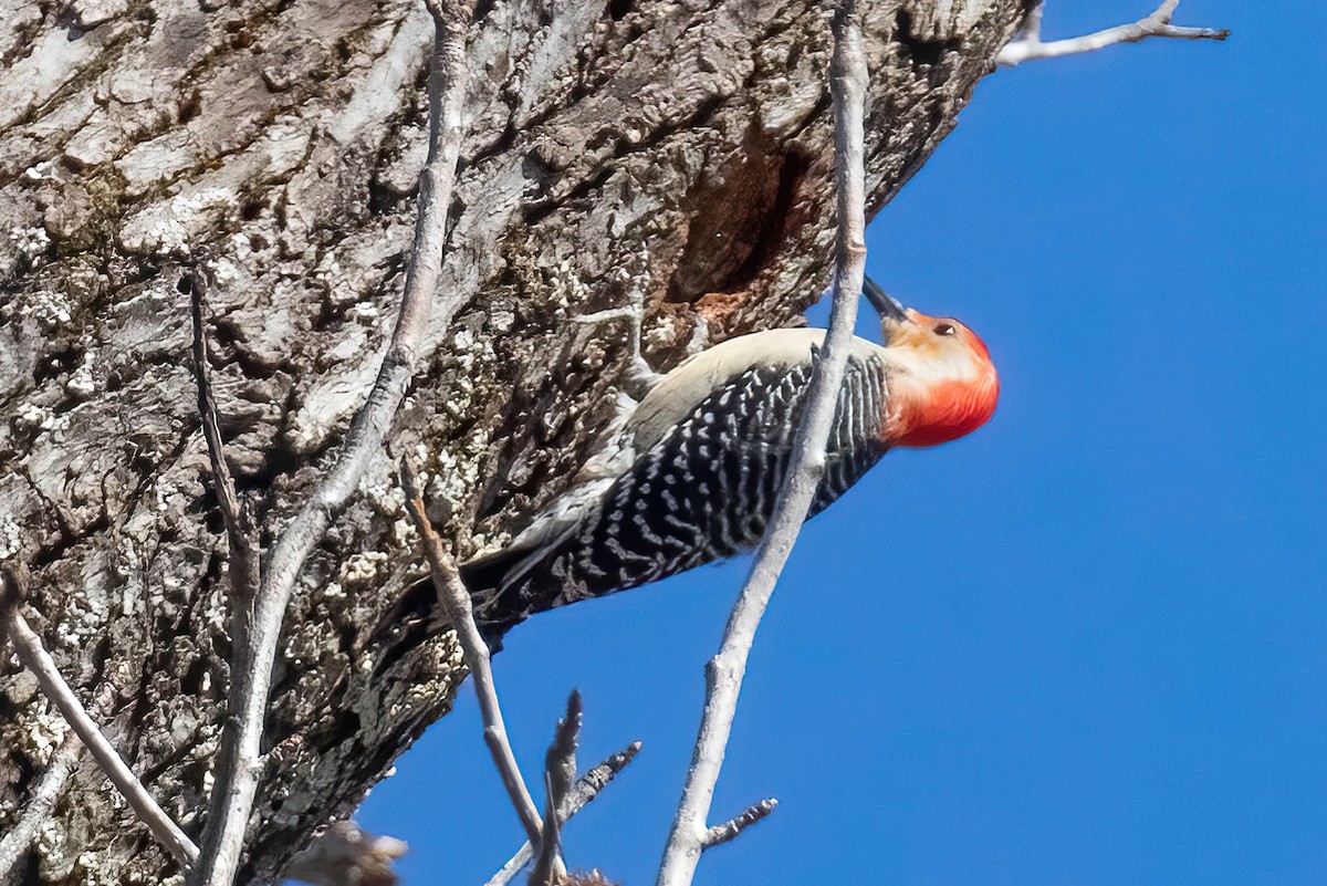 Red-bellied Woodpecker - ML418162451