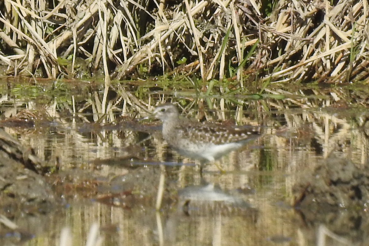 Bruchwasserläufer - ML418163911