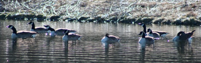 Canada Goose - ML418163921