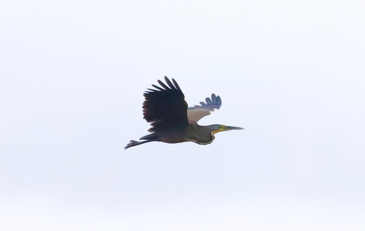 Bare-throated Tiger-Heron - Anthony Collerton