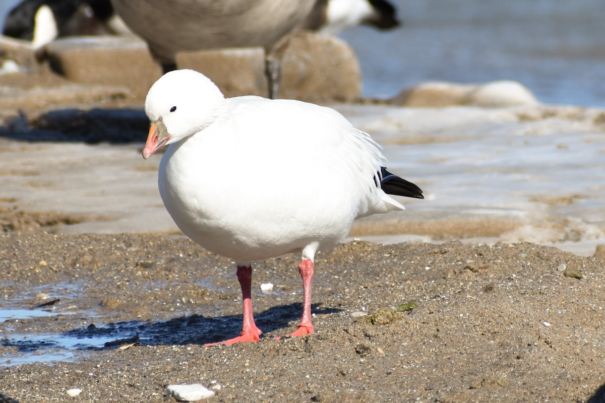 Ross's Goose - ML418164381