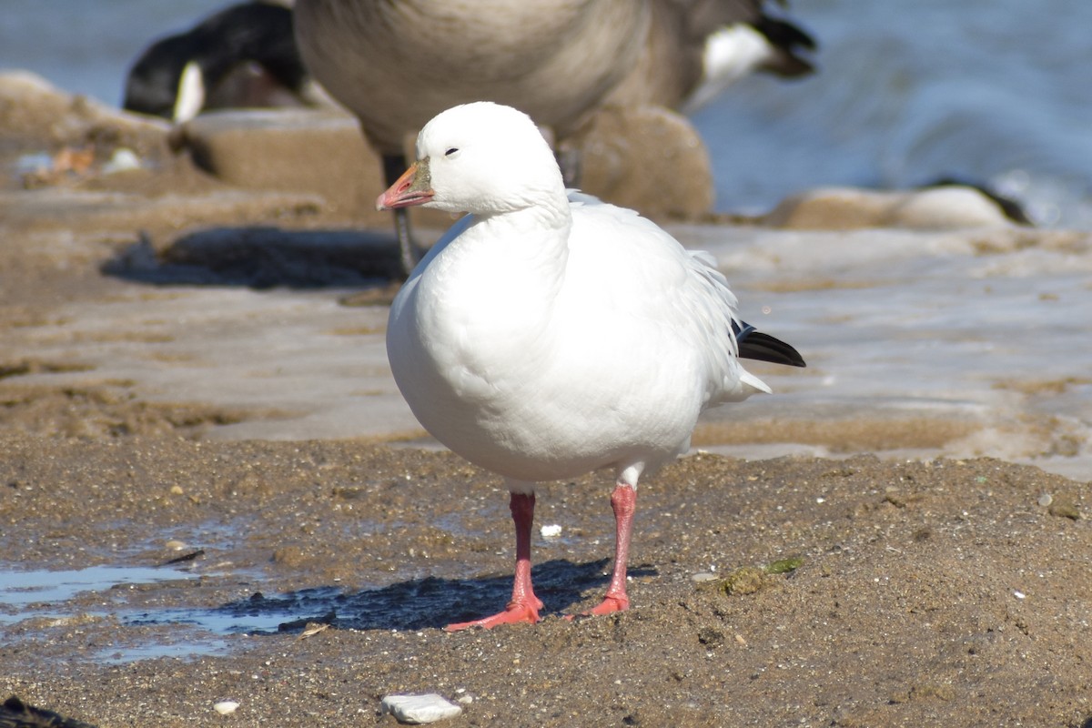Ross's Goose - ML418164401
