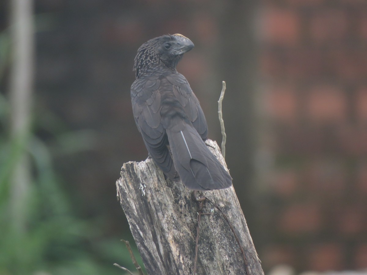 Smooth-billed Ani - ML418164471