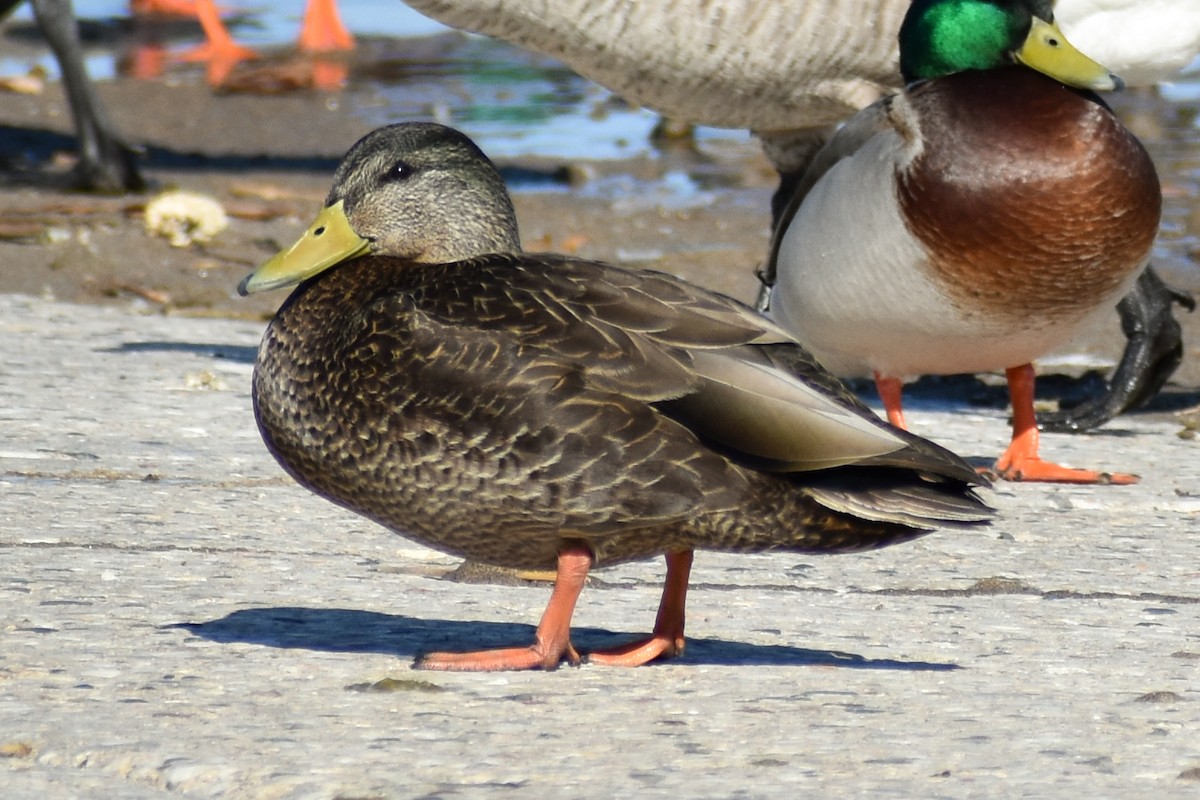American Black Duck - ML418164771