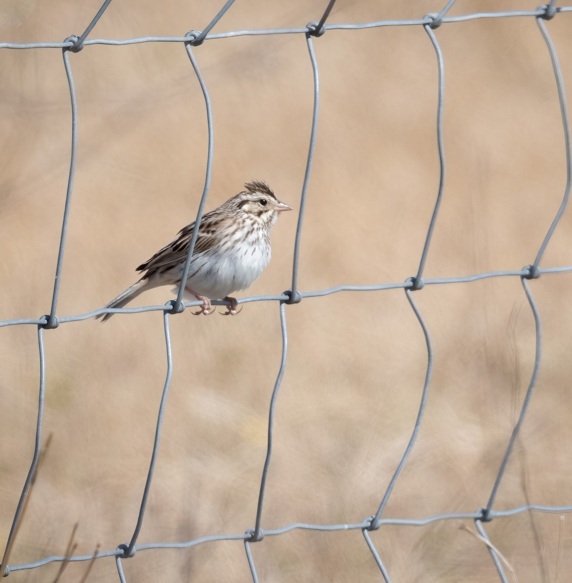 Savannah Sparrow - ML418164991