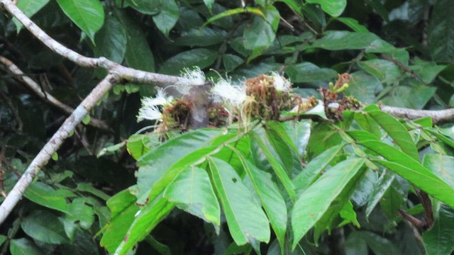 Rufous-breasted Hermit - ML418165731